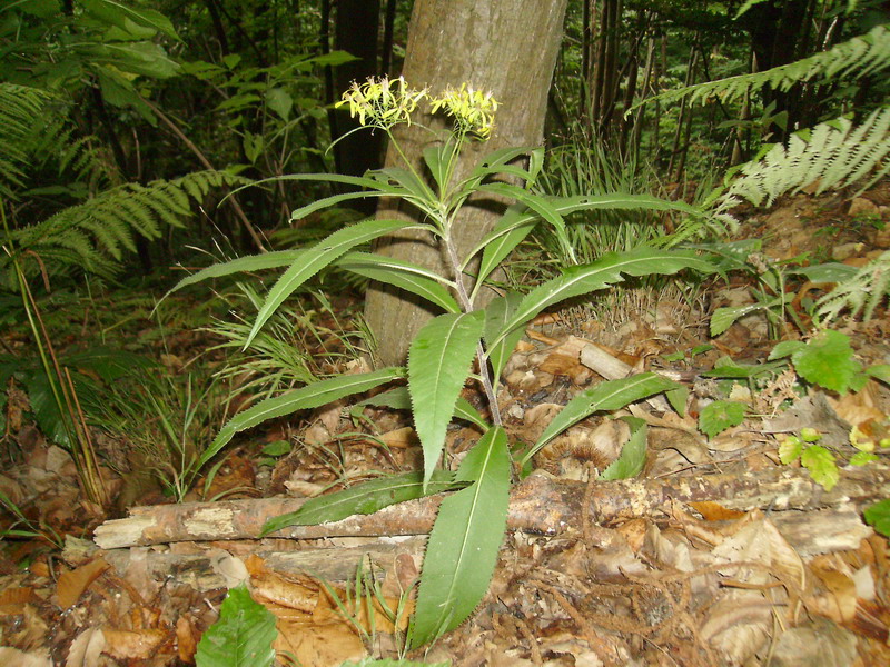 Senecio ovatus (=Senecio fuchsii) / Senecione di Fuchs